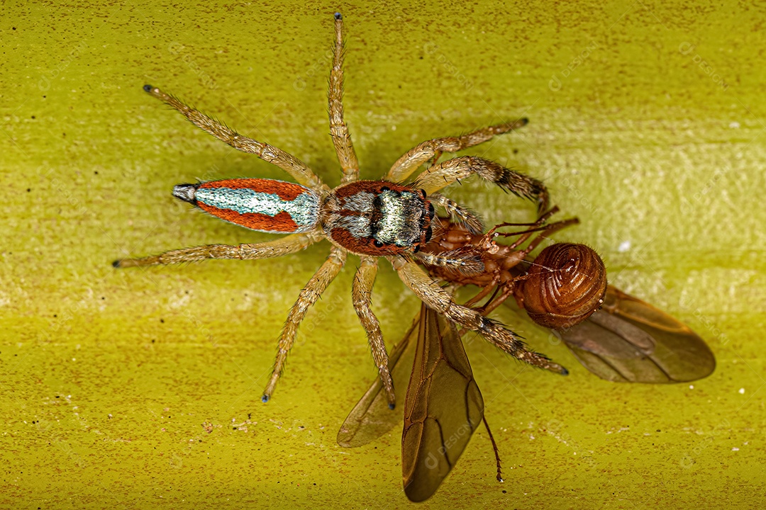Aranha Saltadora Animal do Gênero Psecas atacando uma formiga.