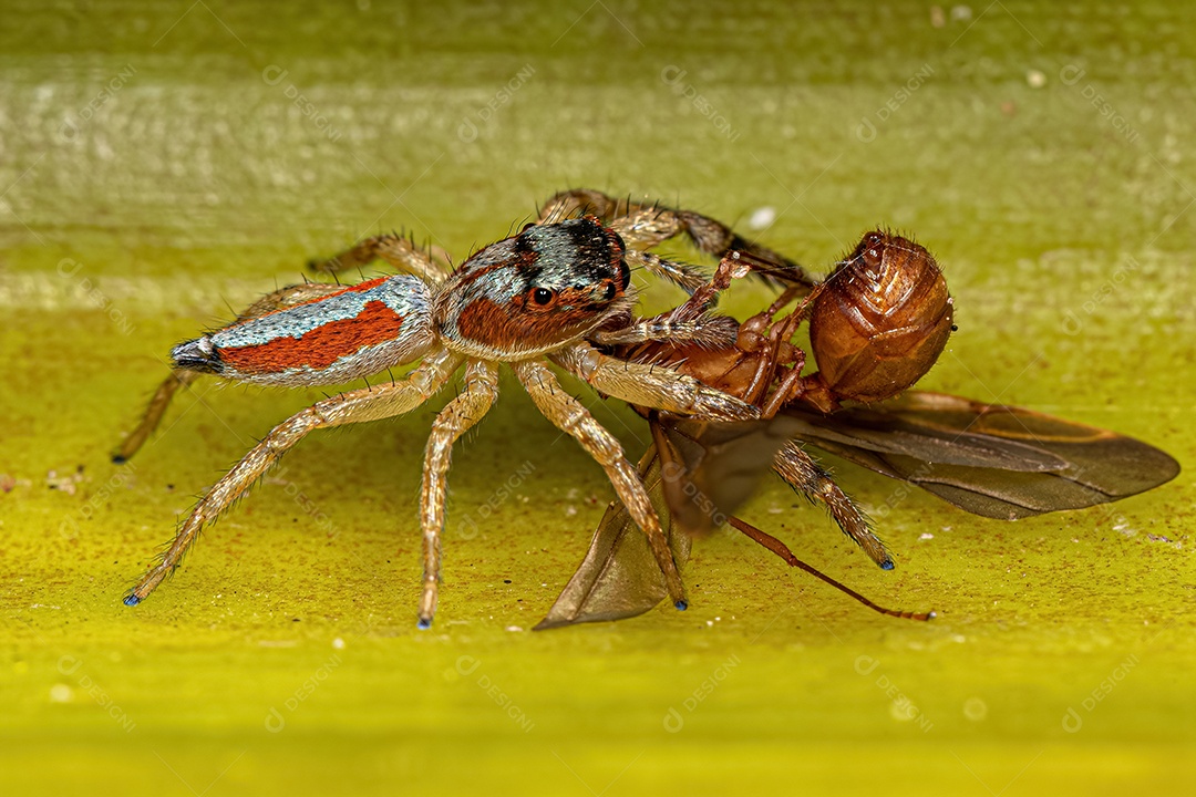 Aranha Saltadora Animal do Gênero Psecas atacando uma formiga.