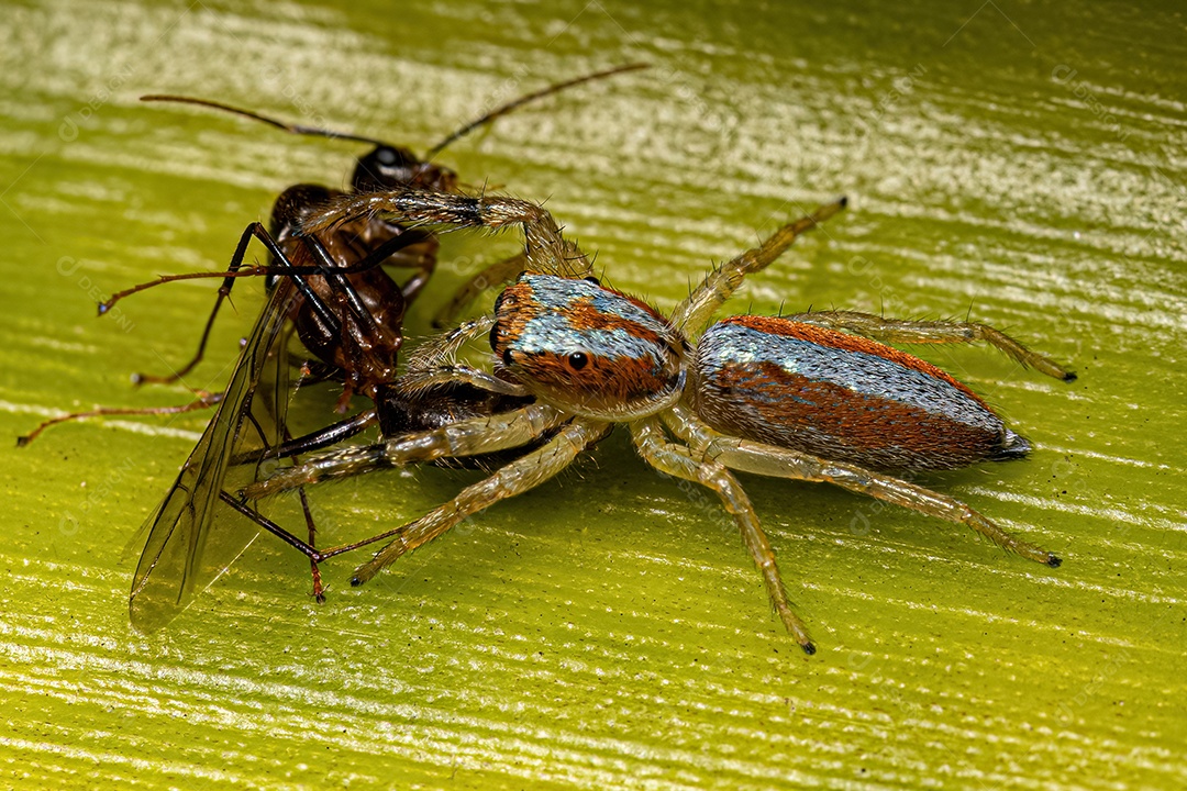 Aranha Saltadora Animal do Gênero Psecas atacando uma formiga.