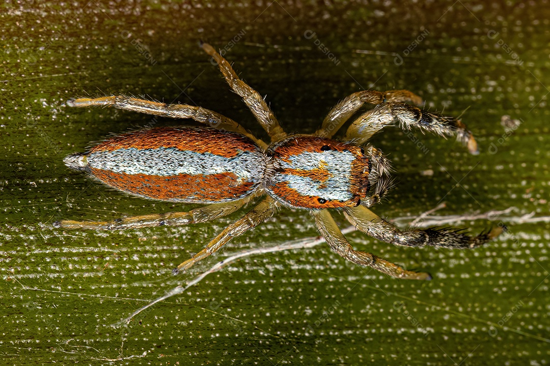 Aranha Saltadora Animal do Gênero Psecas.