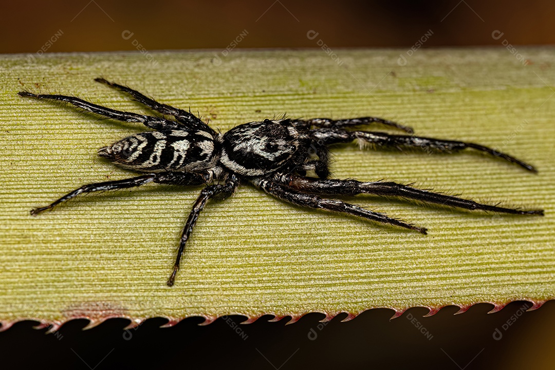 Aranha Saltadora Animal do Gênero Psecas.