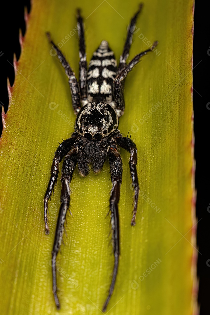 Aranha Saltadora Animal do Gênero Psecas.