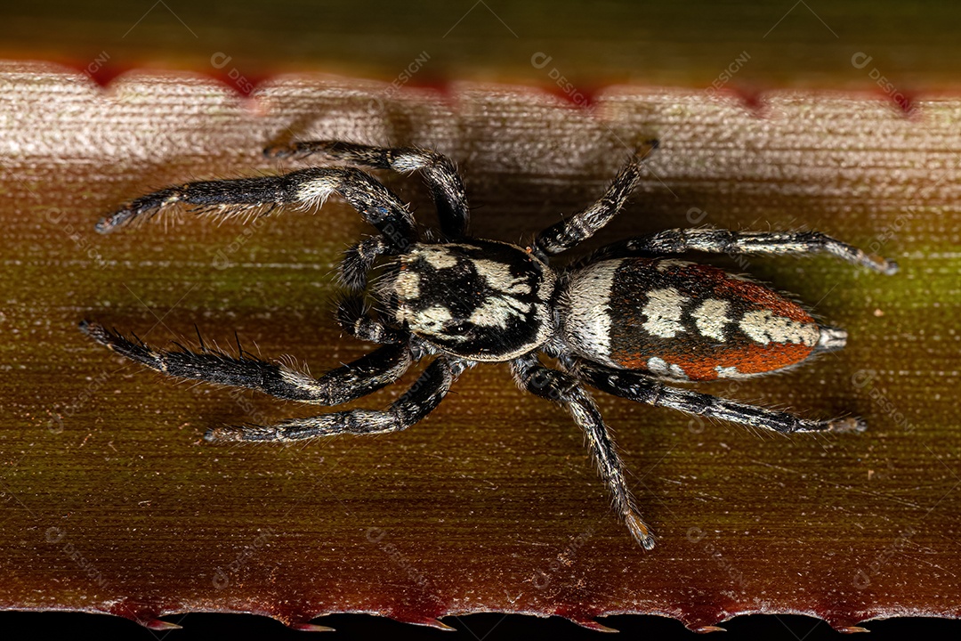 Aranha Saltadora Animal do Gênero Psecas.