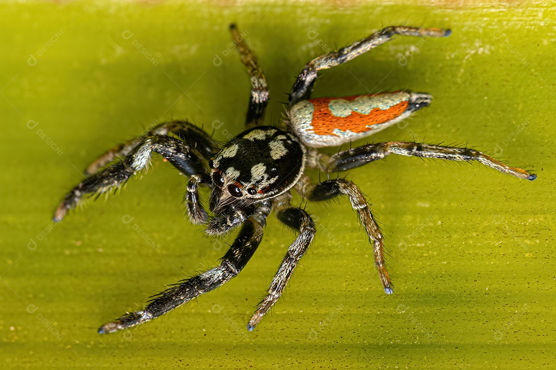 Aranha Saltadora Animal do Gênero Psecas.