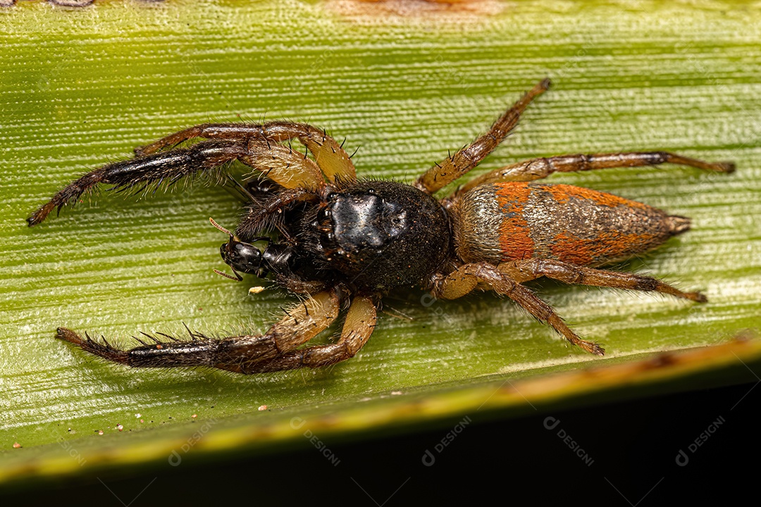 Aranha Saltadora Animal do Gênero Psecas.
