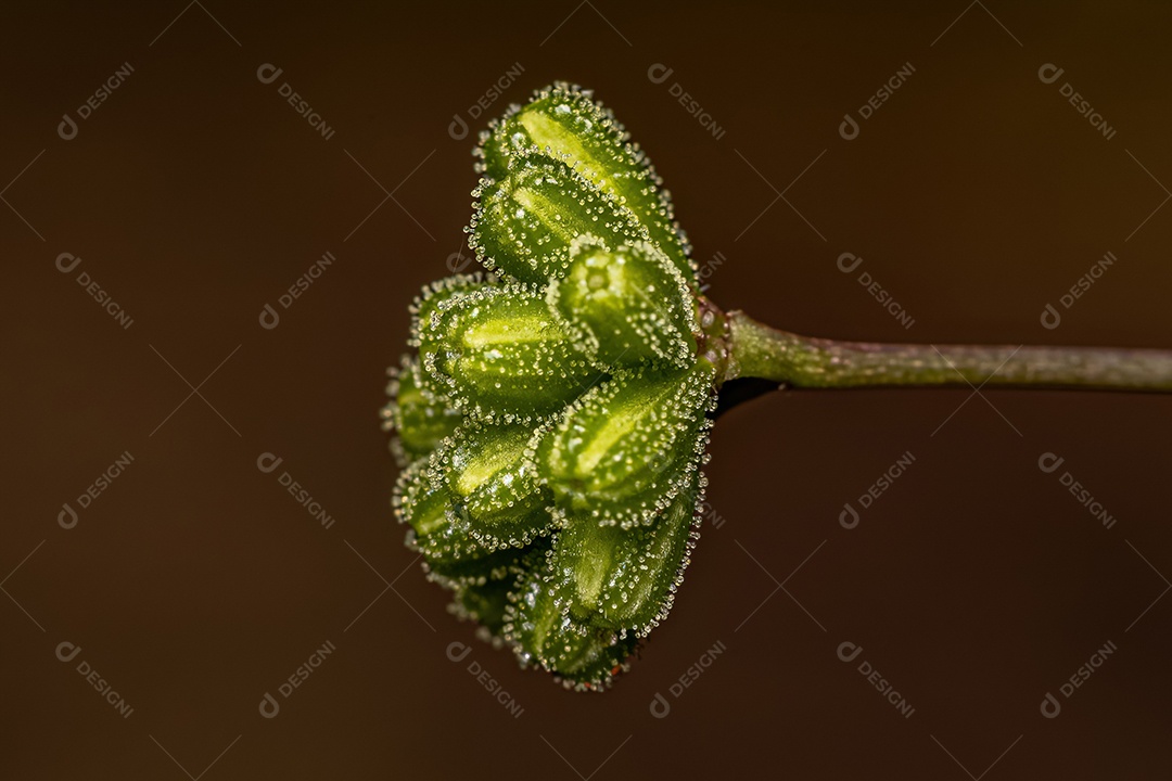 Pequena planta aranha do gênero Boerhavia.