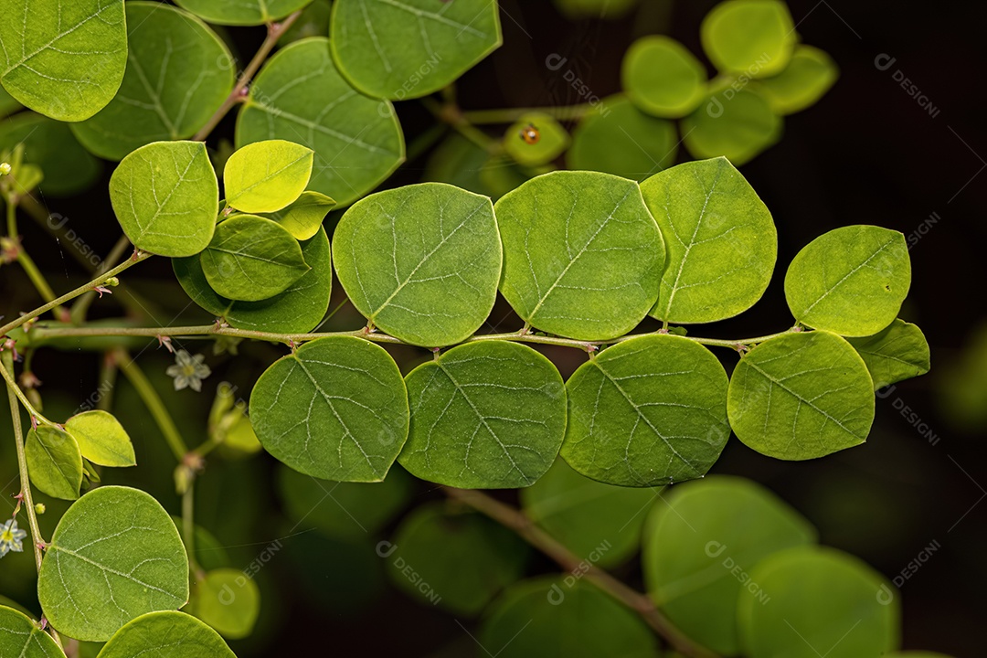 Pequena Planta Eólica da Espécie Phyllanthus orbiculatus.