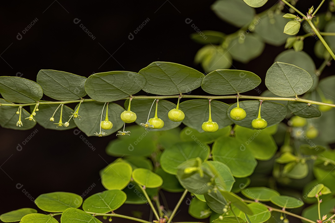 Pequena Planta Eólica da Espécie Phyllanthus orbiculatus.