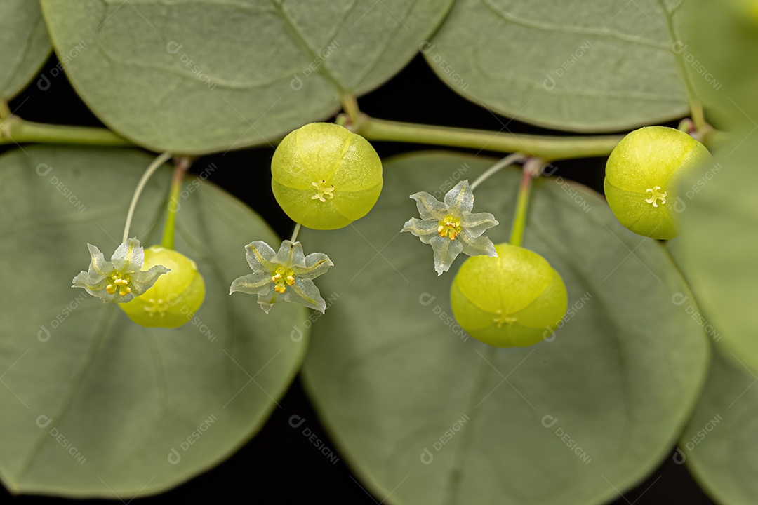 Pequena Planta Eólica da Espécie Phyllanthus orbiculatus.