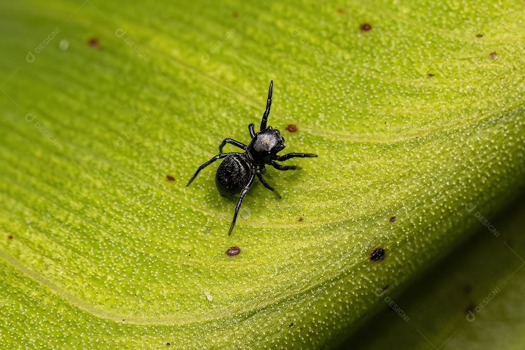 Pequena aranha saltadora do gênero Phiale.