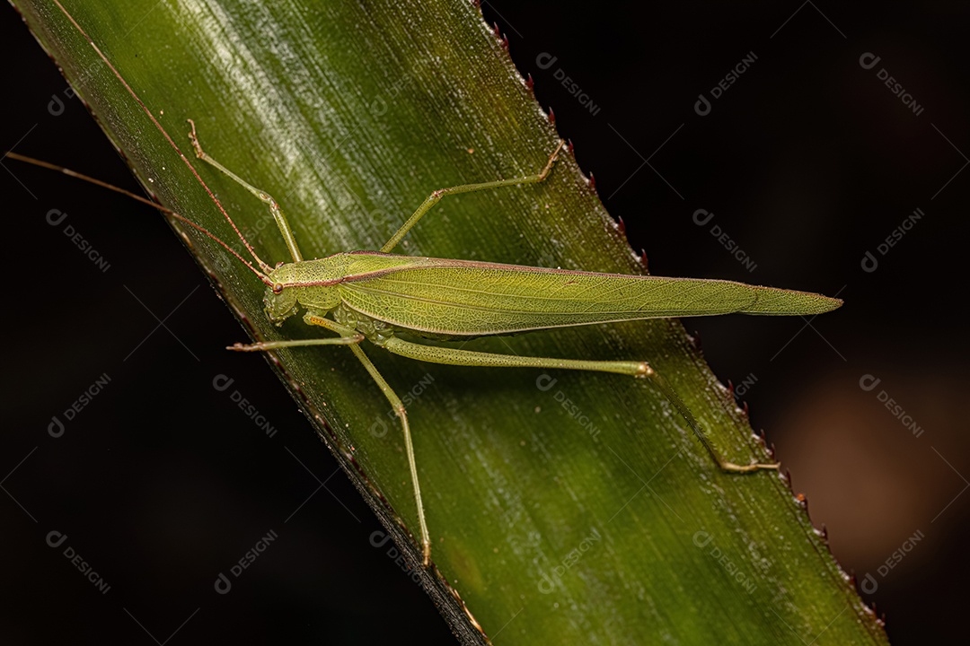 Faneropterina Katydid adulta da tribo Aniarellini.