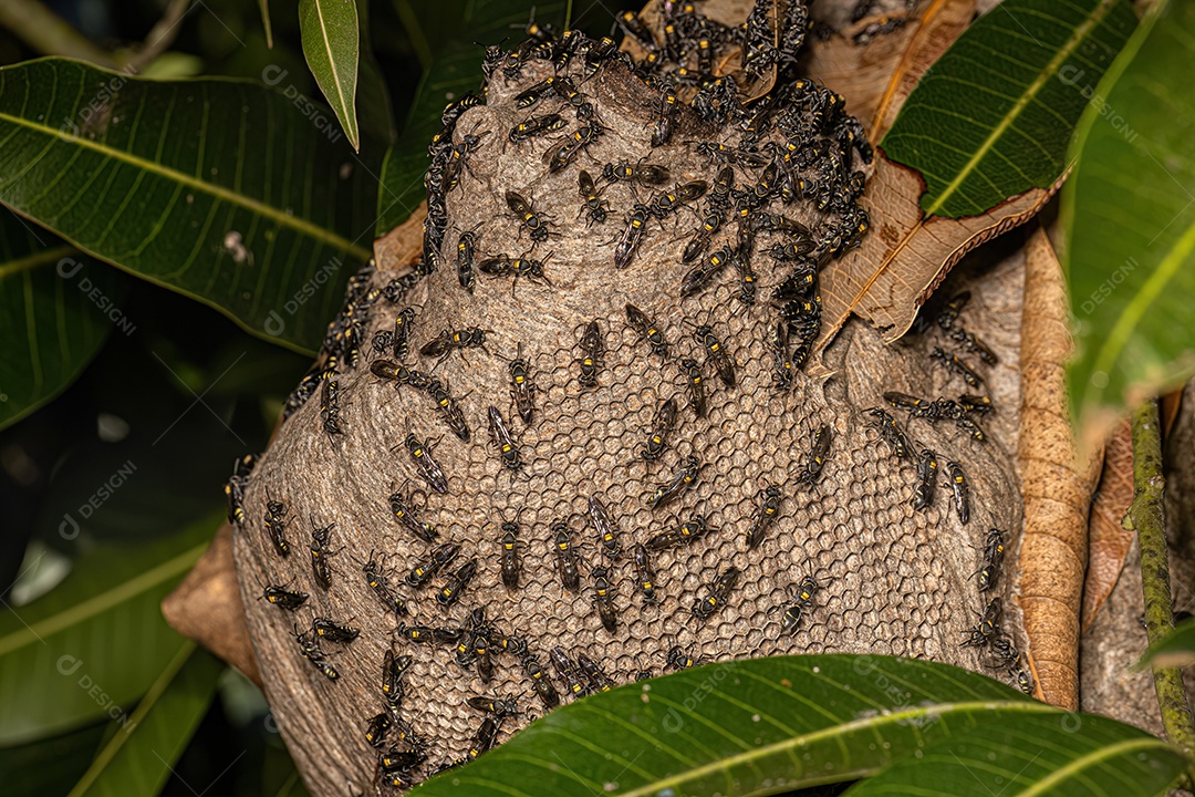 Ninho de vespas de mel de cintura longa do subgênero Myrapetra.