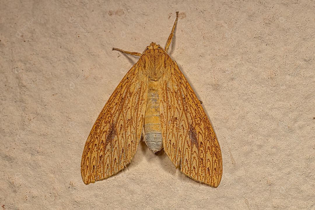 Mariposa-tigre adulta do gênero Leucanopsis.