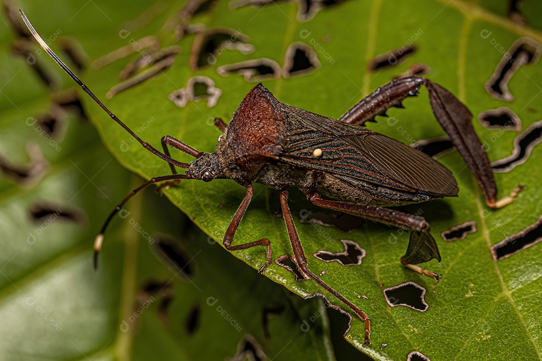 Inseto adulto da tribo Acanthocephalini com um ovo anexado de uma mosca parasitóide da família Tachinidae.