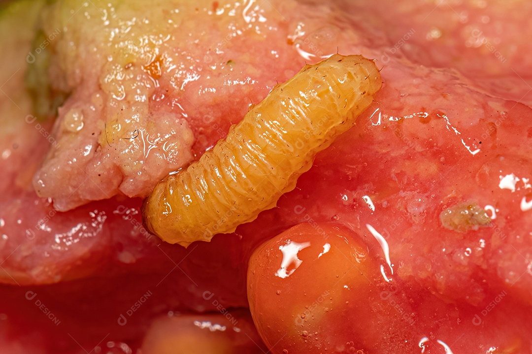 Larva de gorgulho verdadeiro da família Curculionidae.