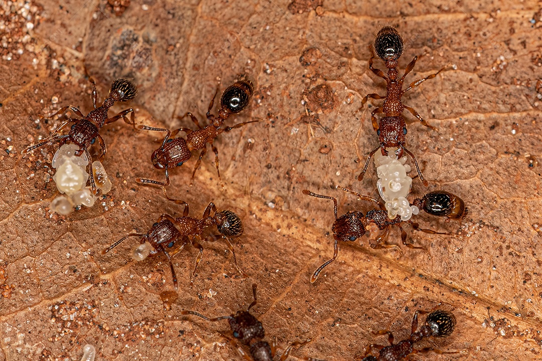 Formigas Galhardete Bicolores adultas da espécie Tetramorium bicarinatum com larvas.