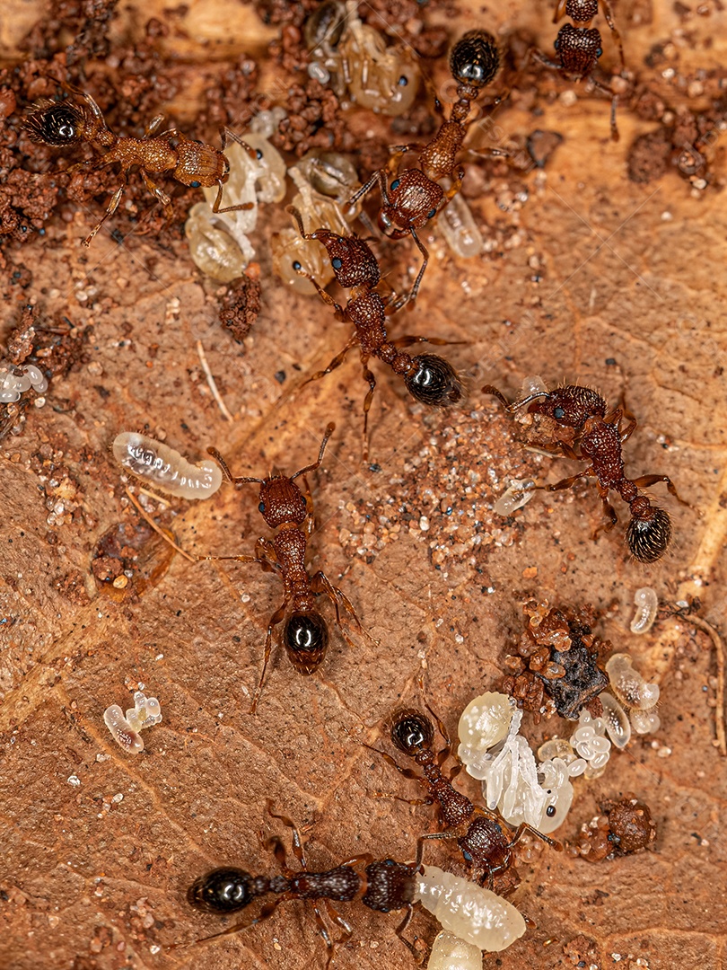 Formigas Galhardete Bicolores adultas da espécie Tetramorium bicarinatum com larvas.