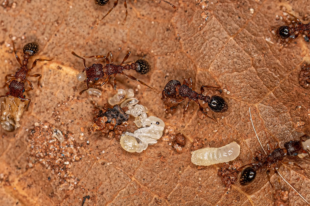 Formigas Galhardete Bicolores adultas da espécie Tetramorium bicarinatum com larvas.