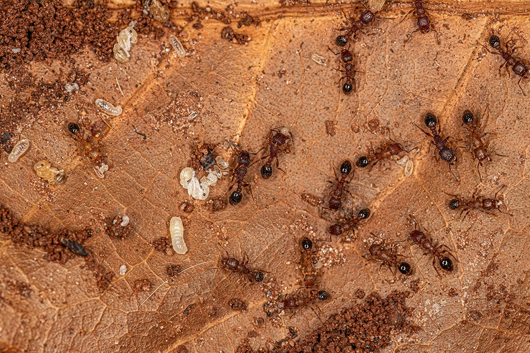 Formigas Galhardete Bicolores adultas da espécie Tetramorium bicarinatum com larvas.
