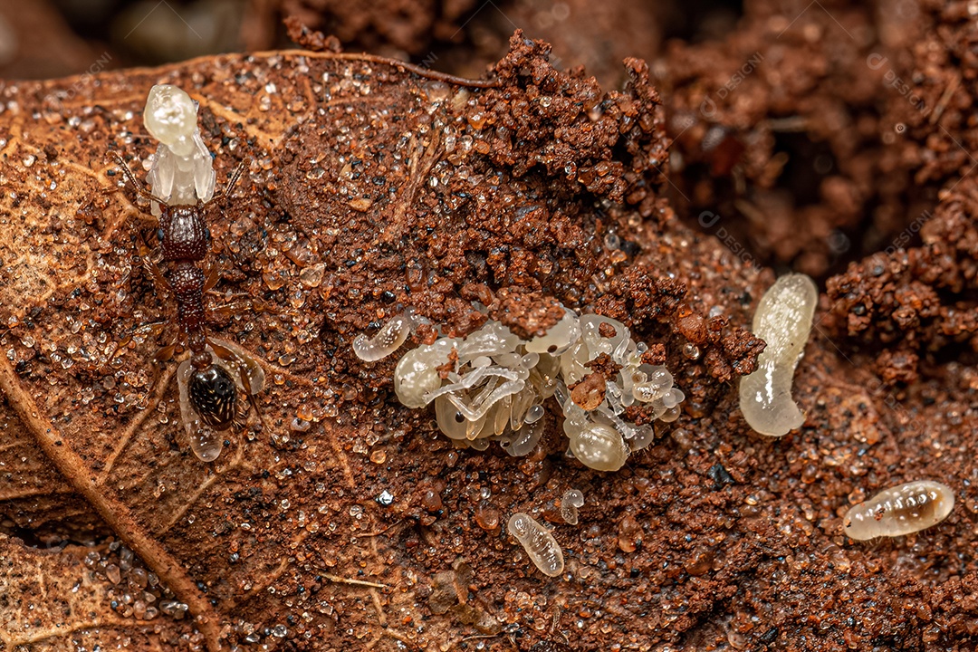 Formigas Galhardete Bicolores adultas da espécie Tetramorium bicarinatum com larvas.