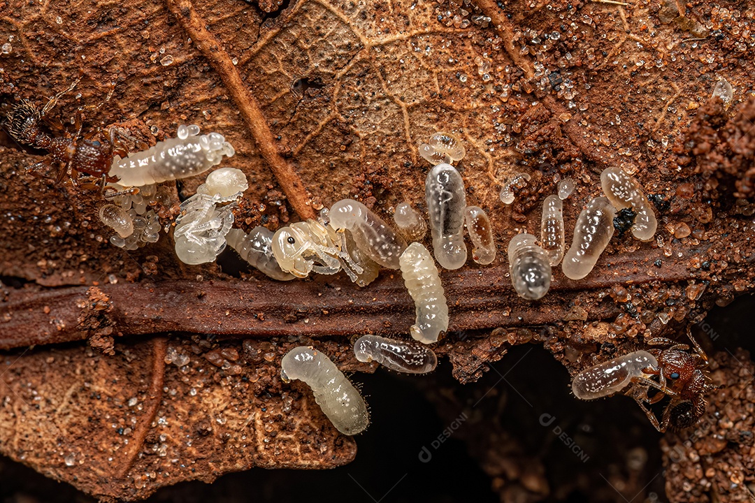 Formigas Galhardete Bicolores adultas da espécie Tetramorium bicarinatum com larvas.