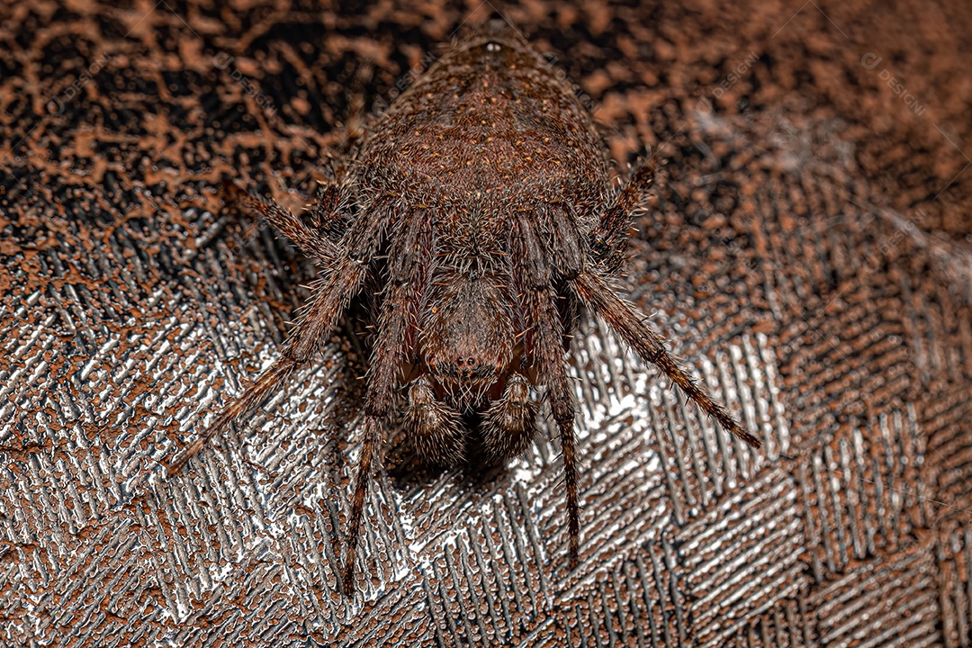 Macho Adulto Típico Orbweaver da espécie Eriophora edax.