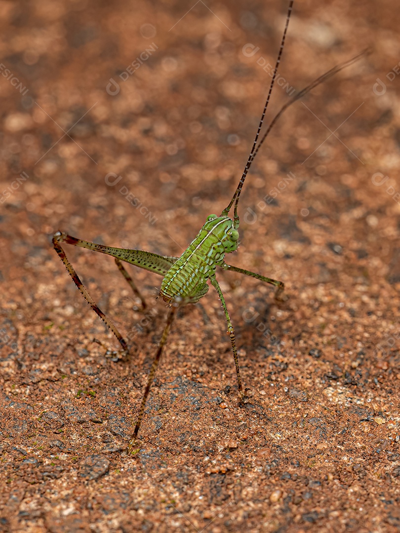 Folha Katydid Ninfa da Subfamília Phaneropterinae.