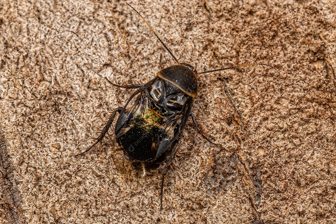 Barata de areia adulta do gênero Hypercompsa.