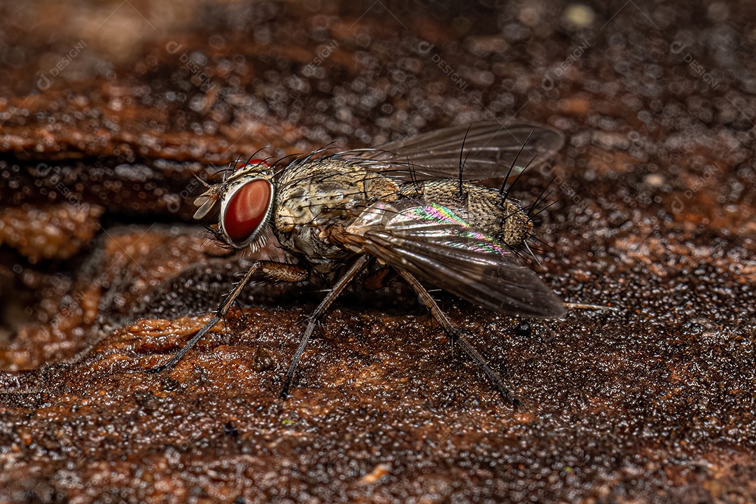 Mosca de cerdas adulta da família Tachinidae.