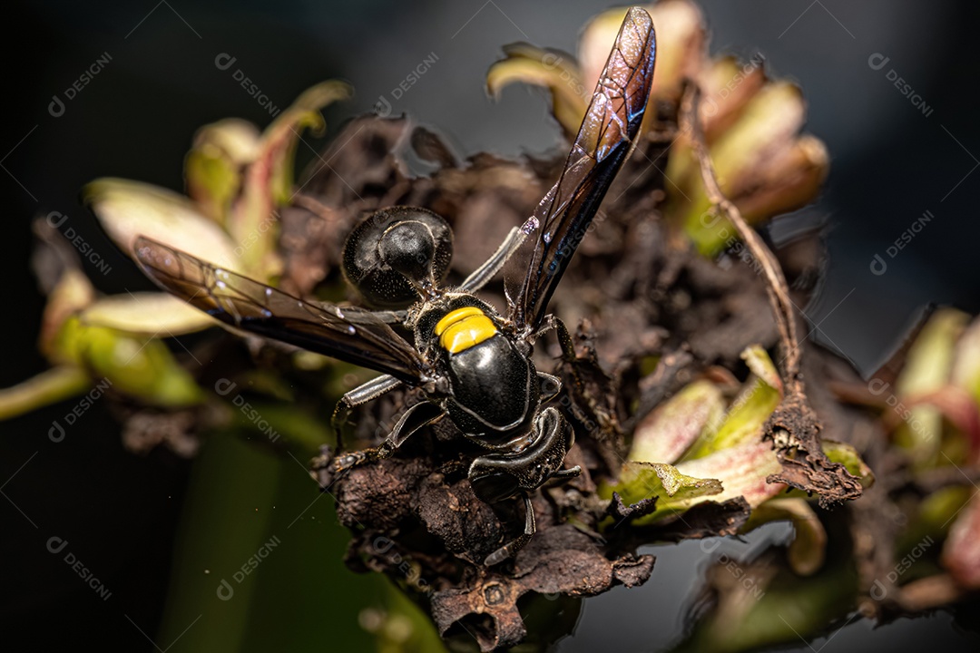 Vespa de mel de cintura longa adulta do gênero Polybia.