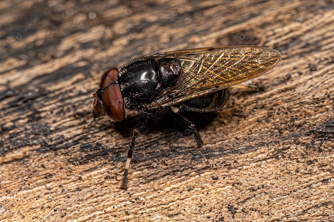 Pairo adulto mosca da Tribo Volucellini.