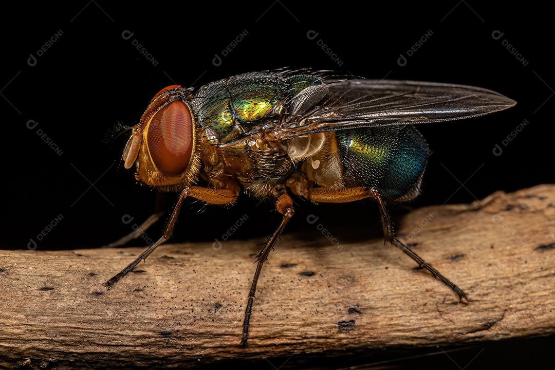 Varejeira adulta da família Calliphoridae.