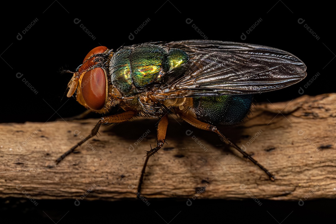 Varejeira adulta da família Calliphoridae.