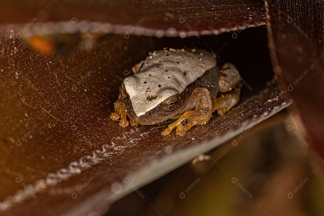 Perereca branca do gênero Dendropsophus.