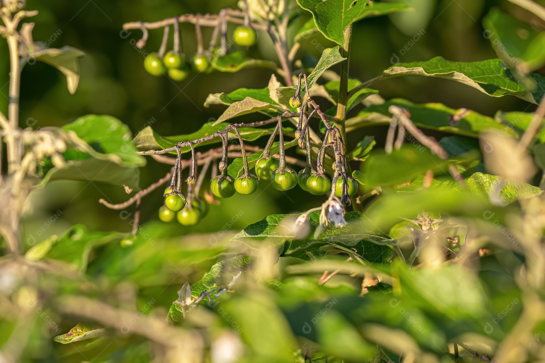 Planta com flor da espécie Solanum paniculatum comumente conhecida como jurubeba uma beladona comum em quase todo o Brasil.