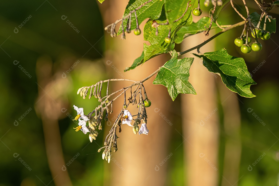 Planta com flor da espécie Solanum paniculatum comumente conhecida como jurubeba uma beladona comum em quase todo o Brasil.