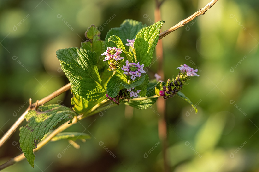 Ternate Lantana Planta da espécie Lantana trifolia.