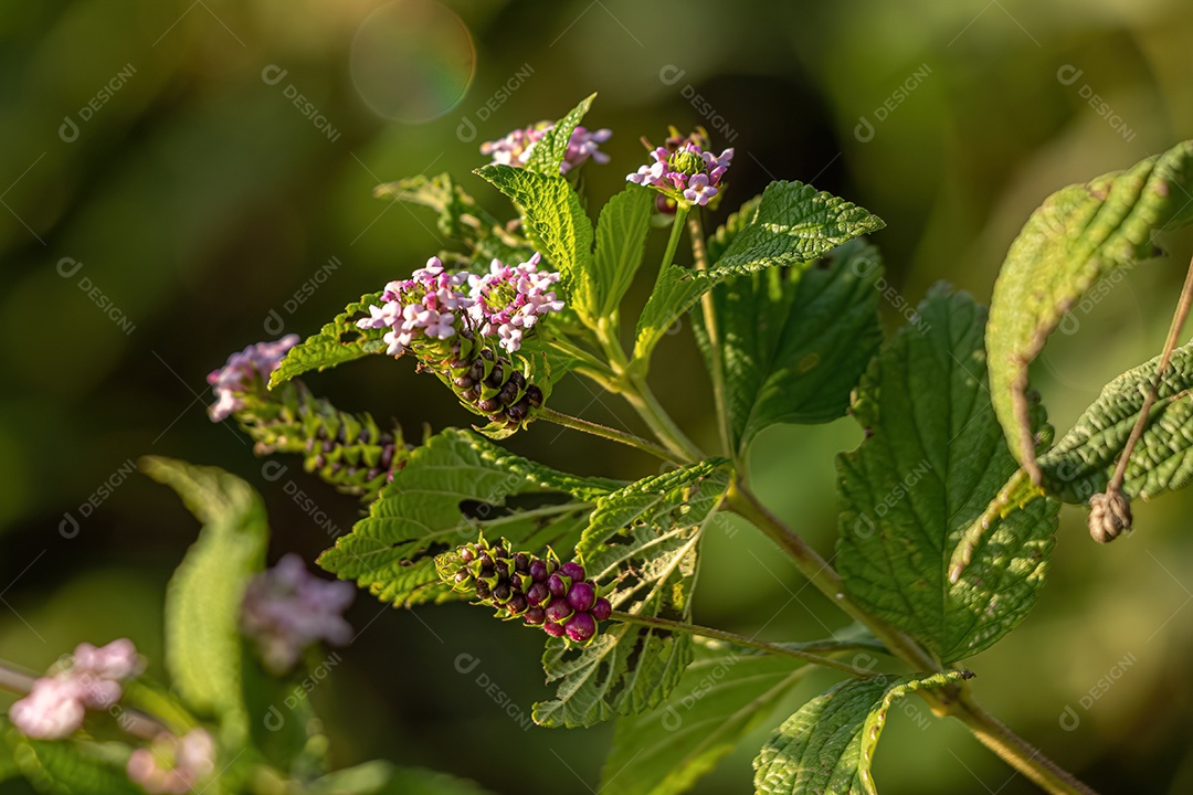 Ternate Lantana Planta da espécie Lantana trifolia.