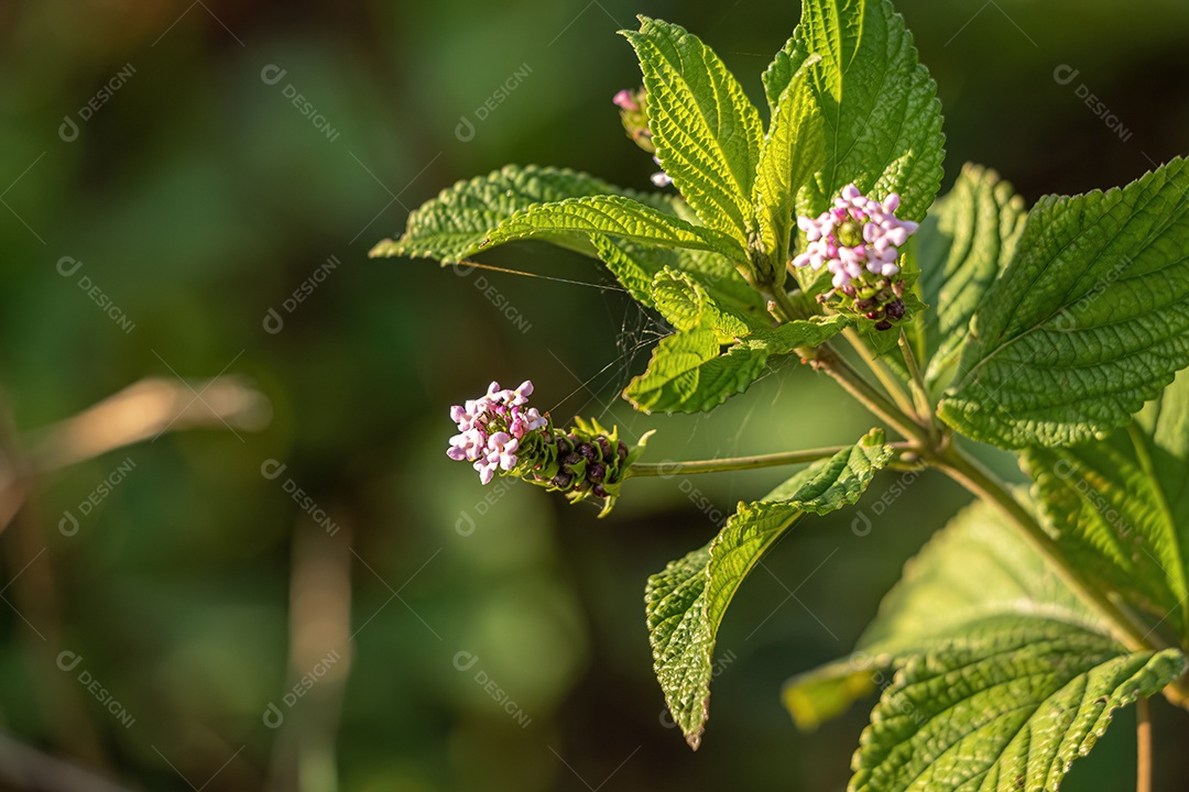 Ternate Lantana Planta da espécie Lantana trifolia.