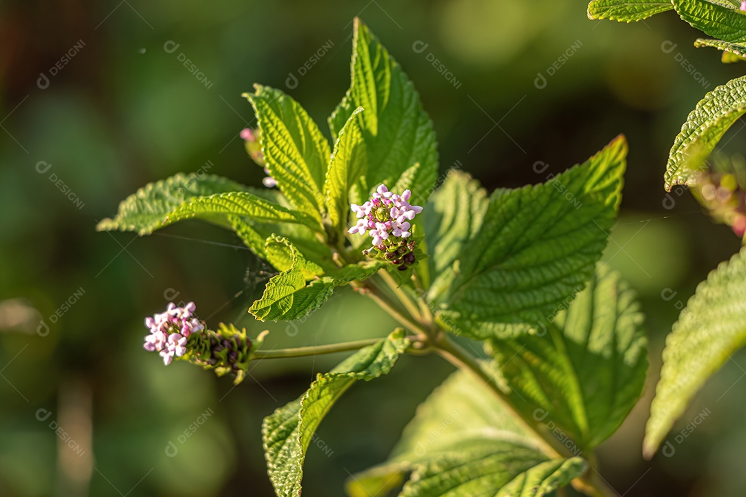 Ternate Lantana Planta da espécie Lantana trifolia.