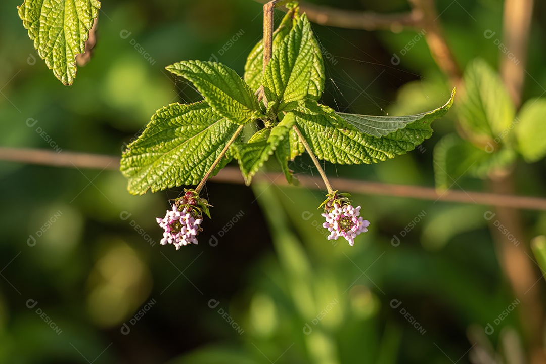 Ternate Lantana Planta da espécie Lantana trifolia.