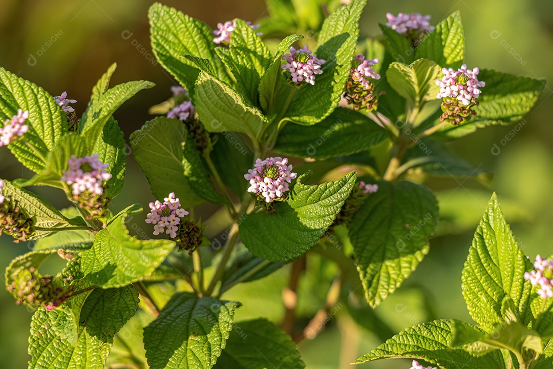 Ternate Lantana Planta da espécie Lantana trifolia.