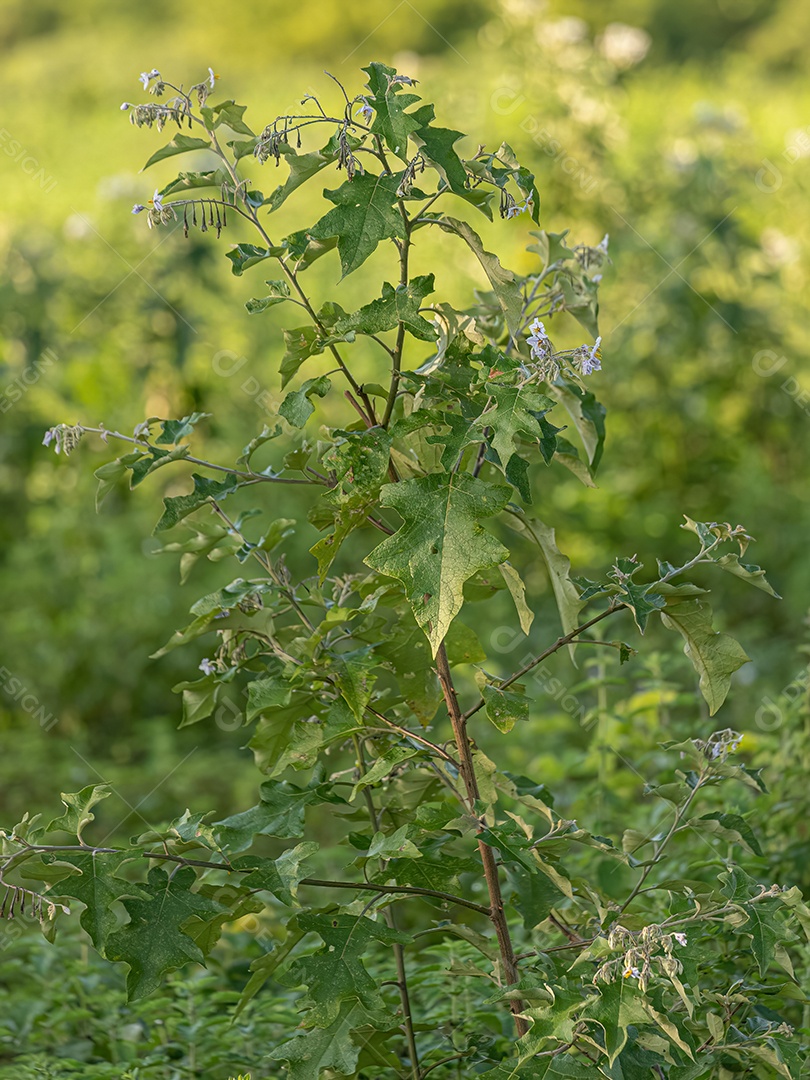 Planta com flor da espécie Solanum paniculatum comumente conhecida como jurubeba uma beladona comum em quase todo o Brasil.