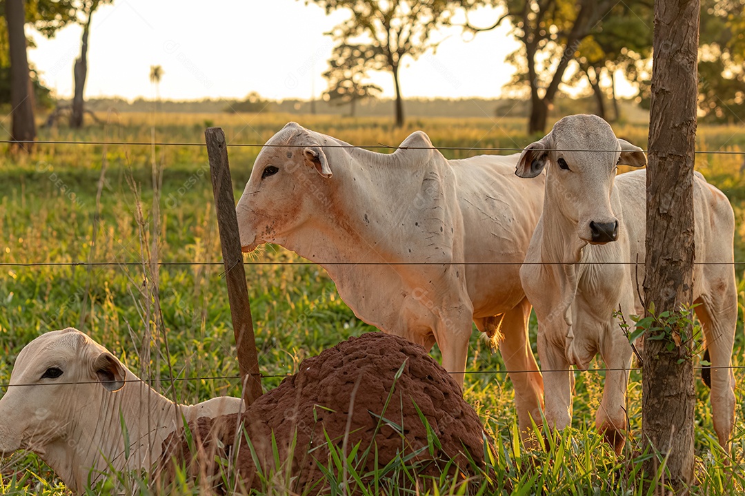 Vaca branca adulta em uma fazenda ao nascer do sol.