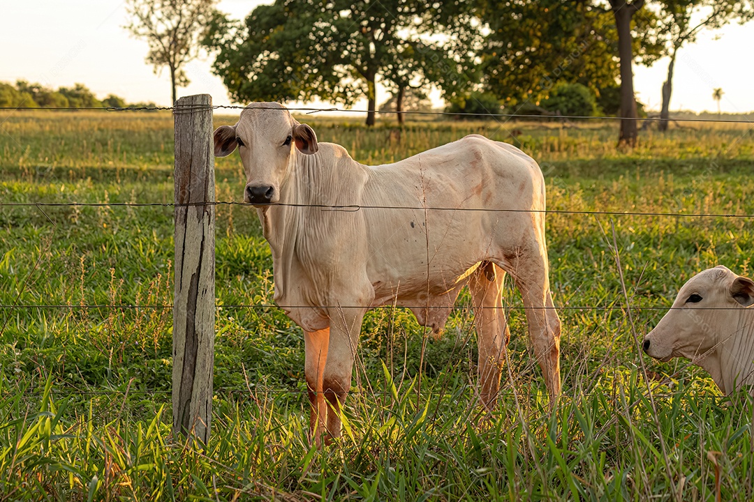 Vaca branca adulta em uma fazenda ao nascer do sol.