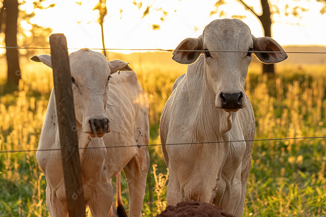 Vaca branca adulta em uma fazenda ao nascer do sol.