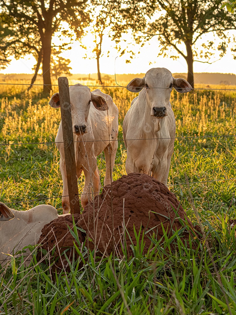 Vaca branca adulta em uma fazenda ao nascer do sol.