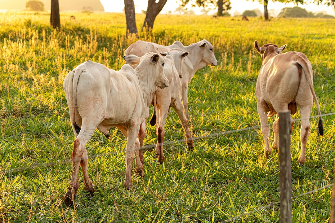 Vaca branca adulta em uma fazenda ao nascer do sol.
