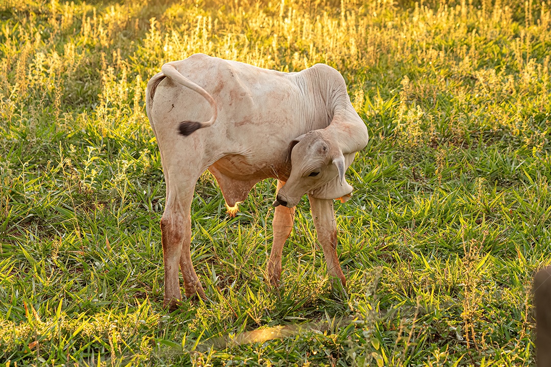 Vaca branca adulta em uma fazenda ao nascer do sol.