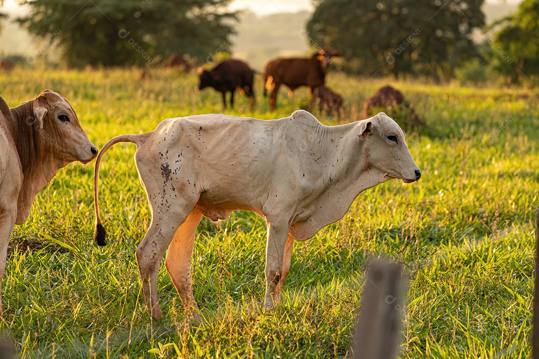 Vaca branca adulta em uma fazenda ao nascer do sol.